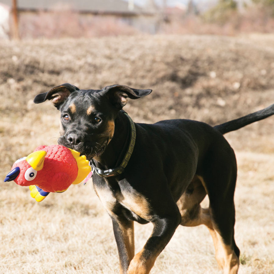 Kong Wiggi Brinquedo Crocodilo para c&atilde;es, , large Imagem n&uacute;mero 2